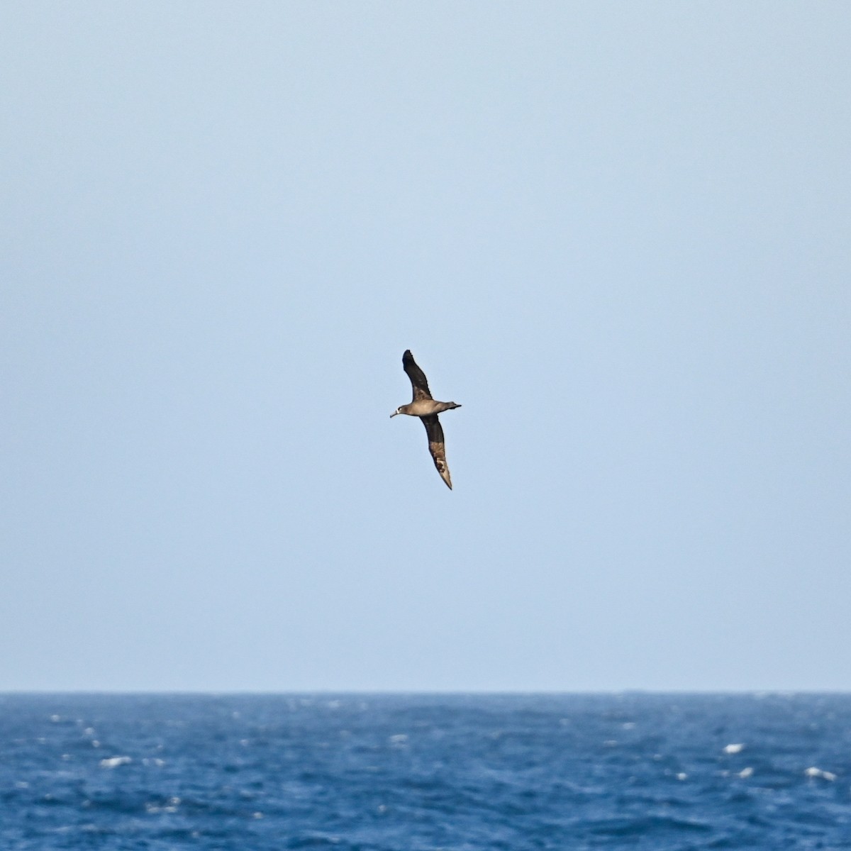 Albatros à pieds noirs - ML620755408