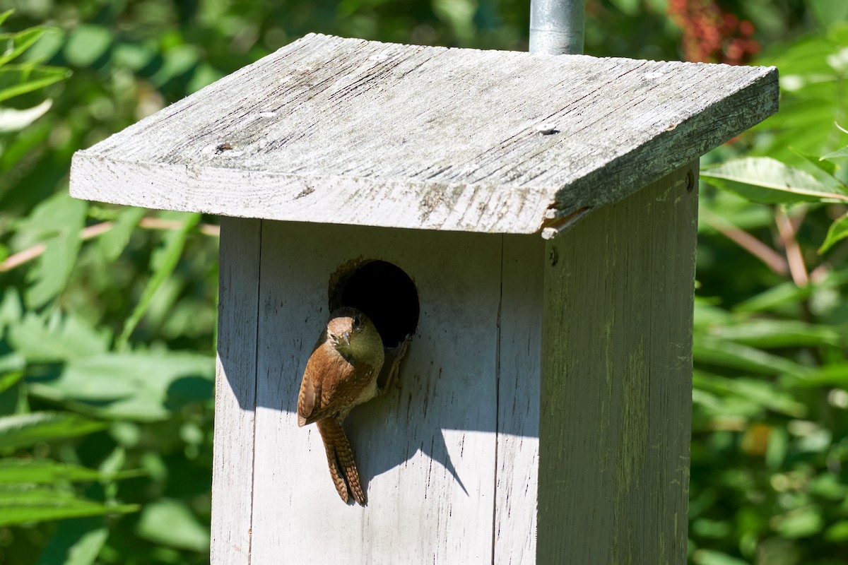 House Wren - ML620755414