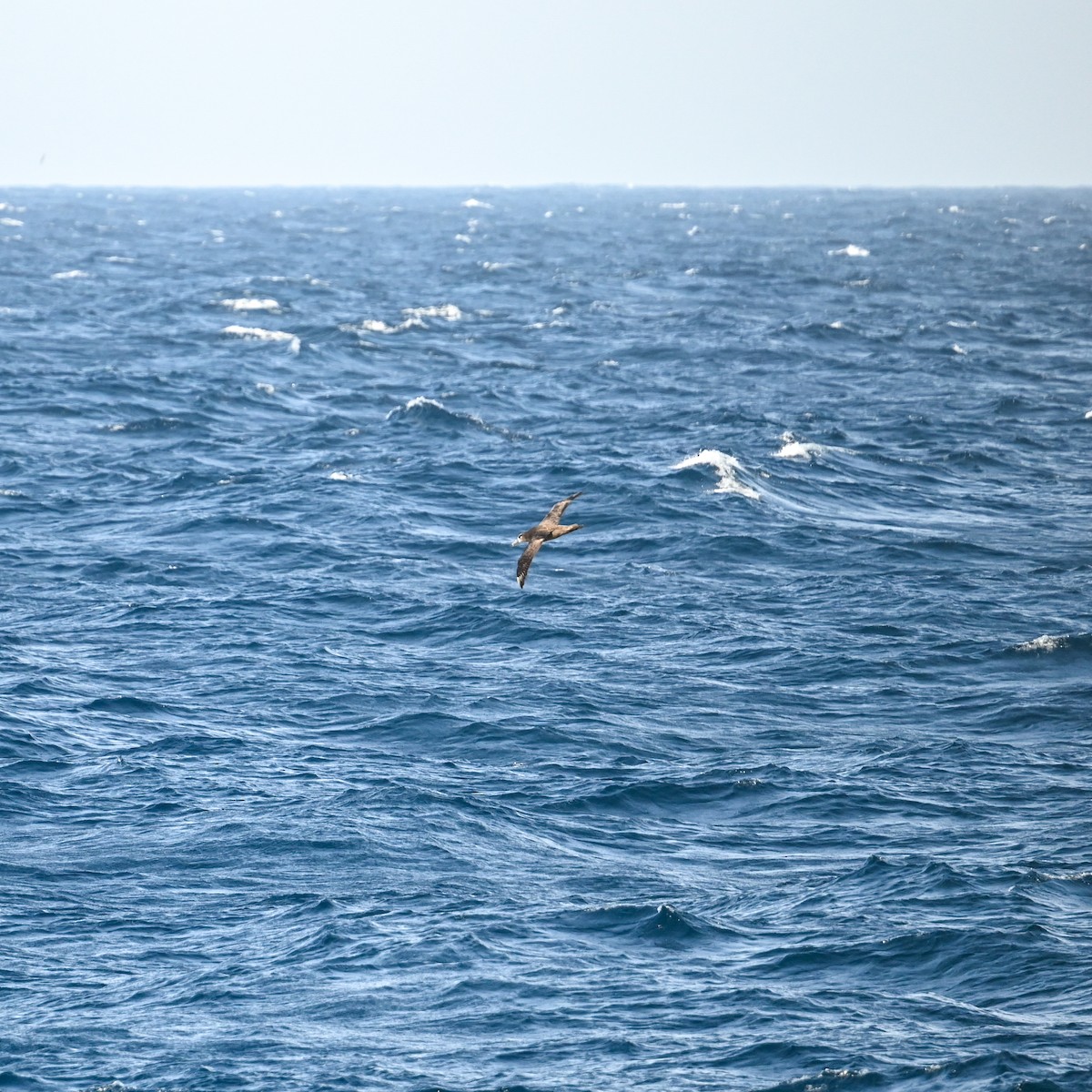 Albatros à pieds noirs - ML620755416