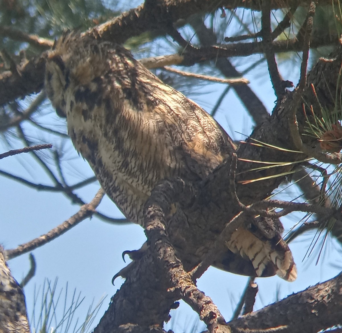 Great Horned Owl - ML620755420