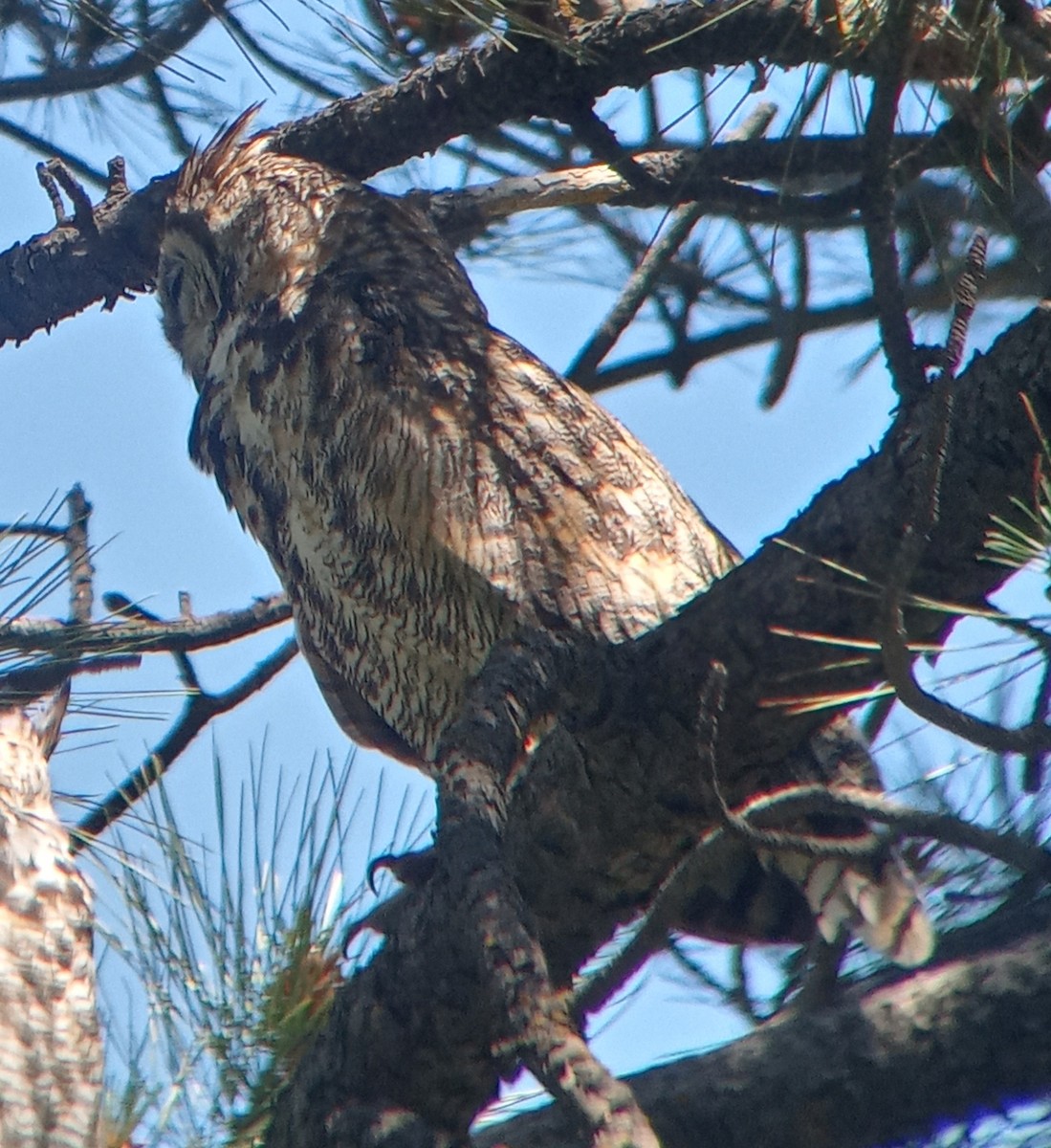 Great Horned Owl - ML620755421