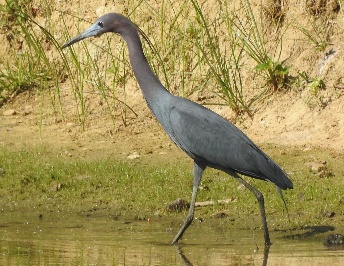 Little Blue Heron - ML620755427