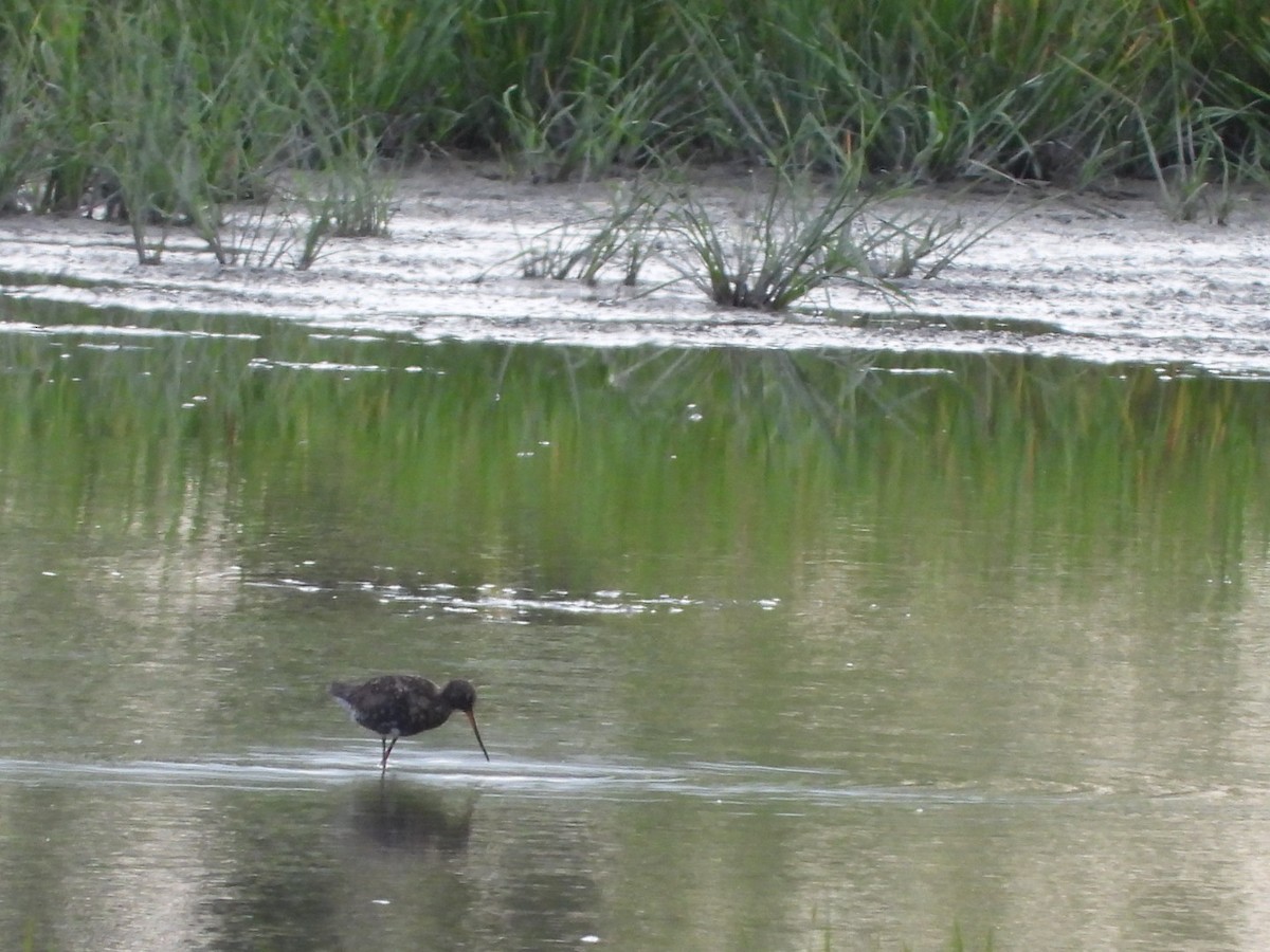 Spotted Redshank - ML620755438