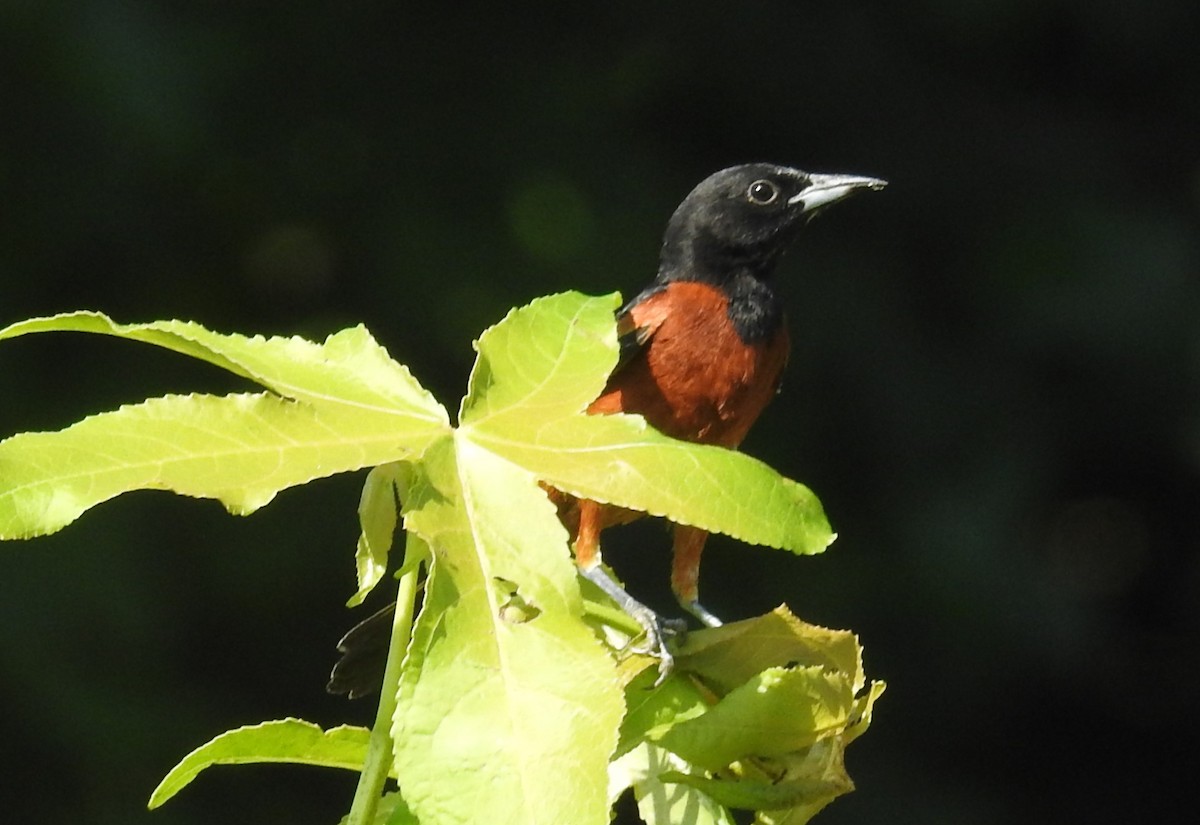 Orchard Oriole - ML620755465