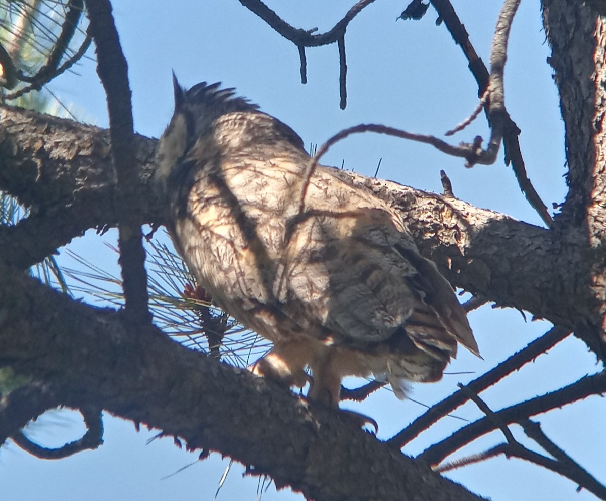 Great Horned Owl - ML620755475