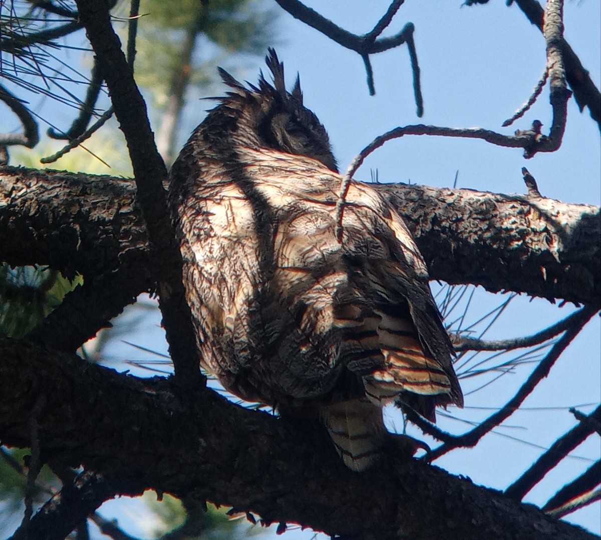 Great Horned Owl - ML620755478