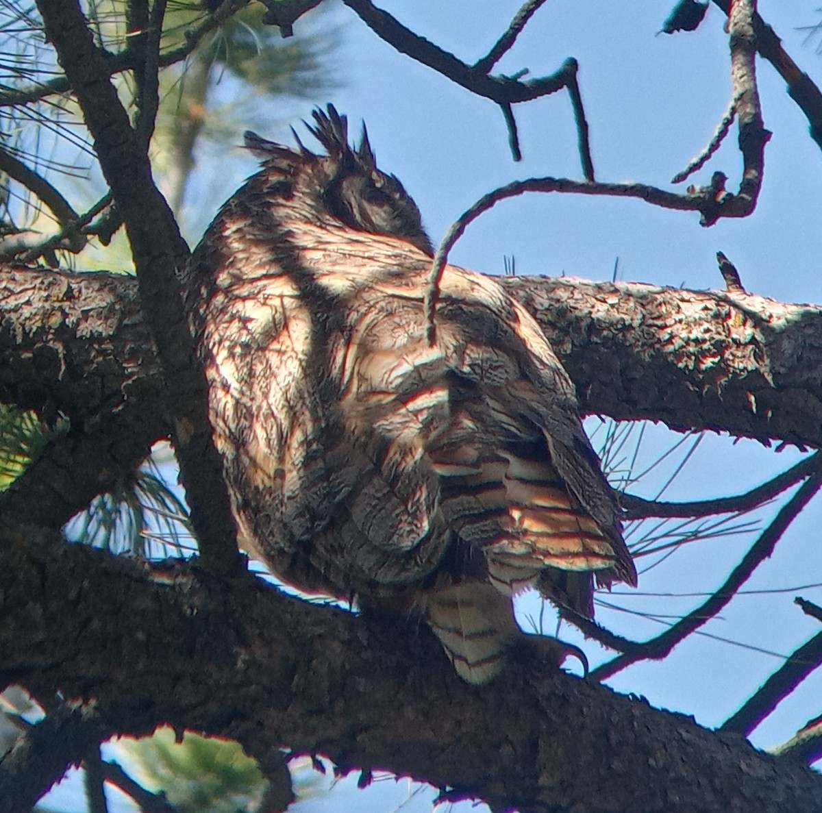 Great Horned Owl - ML620755479