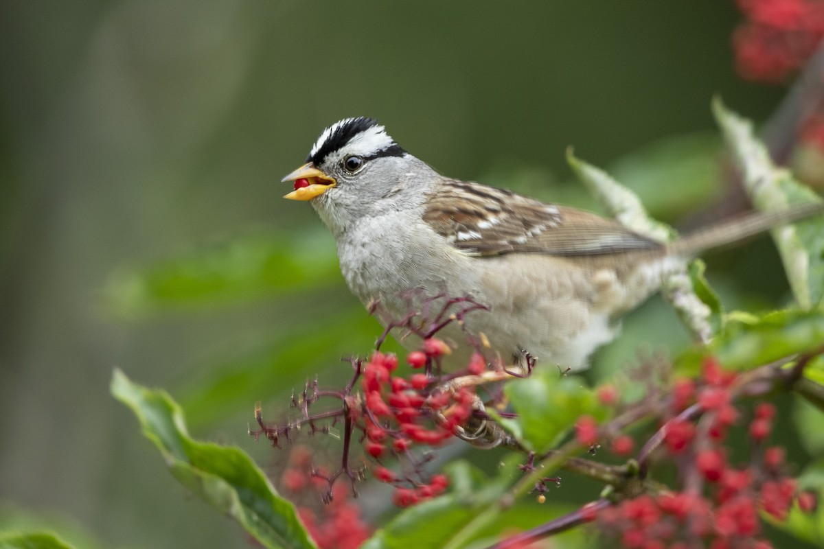 White-crowned Sparrow - ML620755490
