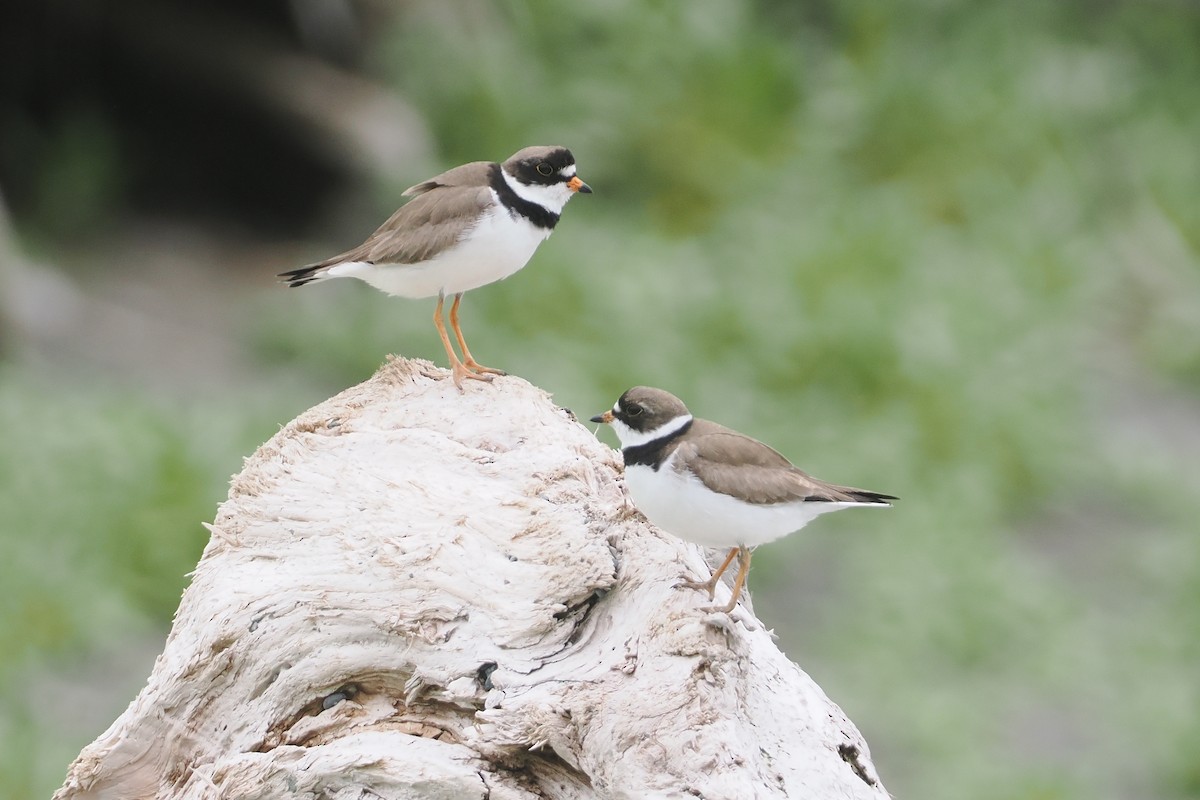 Semipalmated Plover - ML620755505