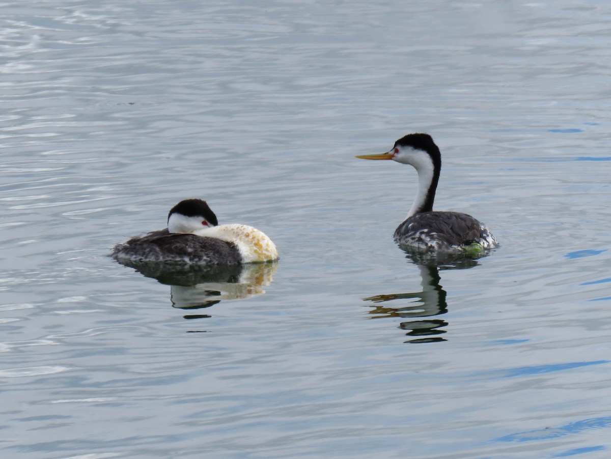 Clark's Grebe - ML620755510