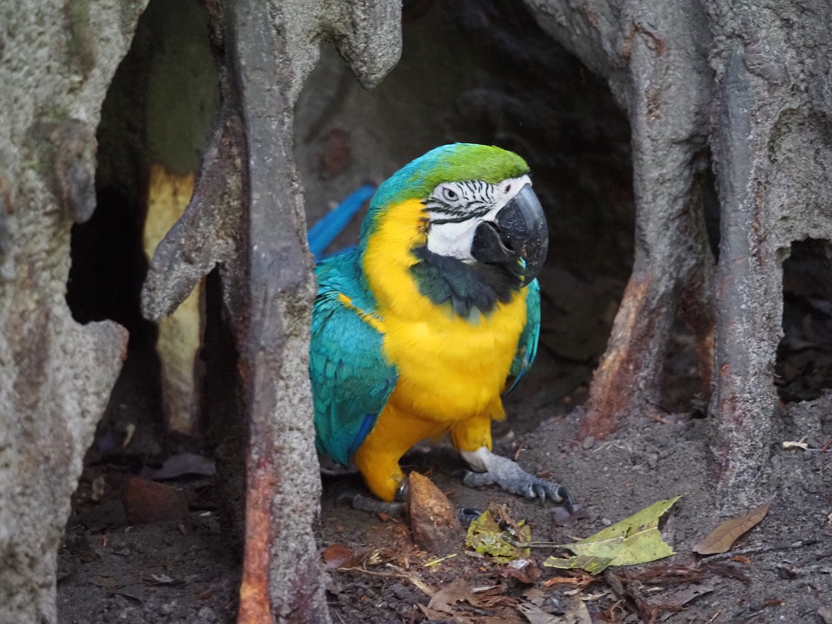Blue-and-yellow Macaw - ML620755512