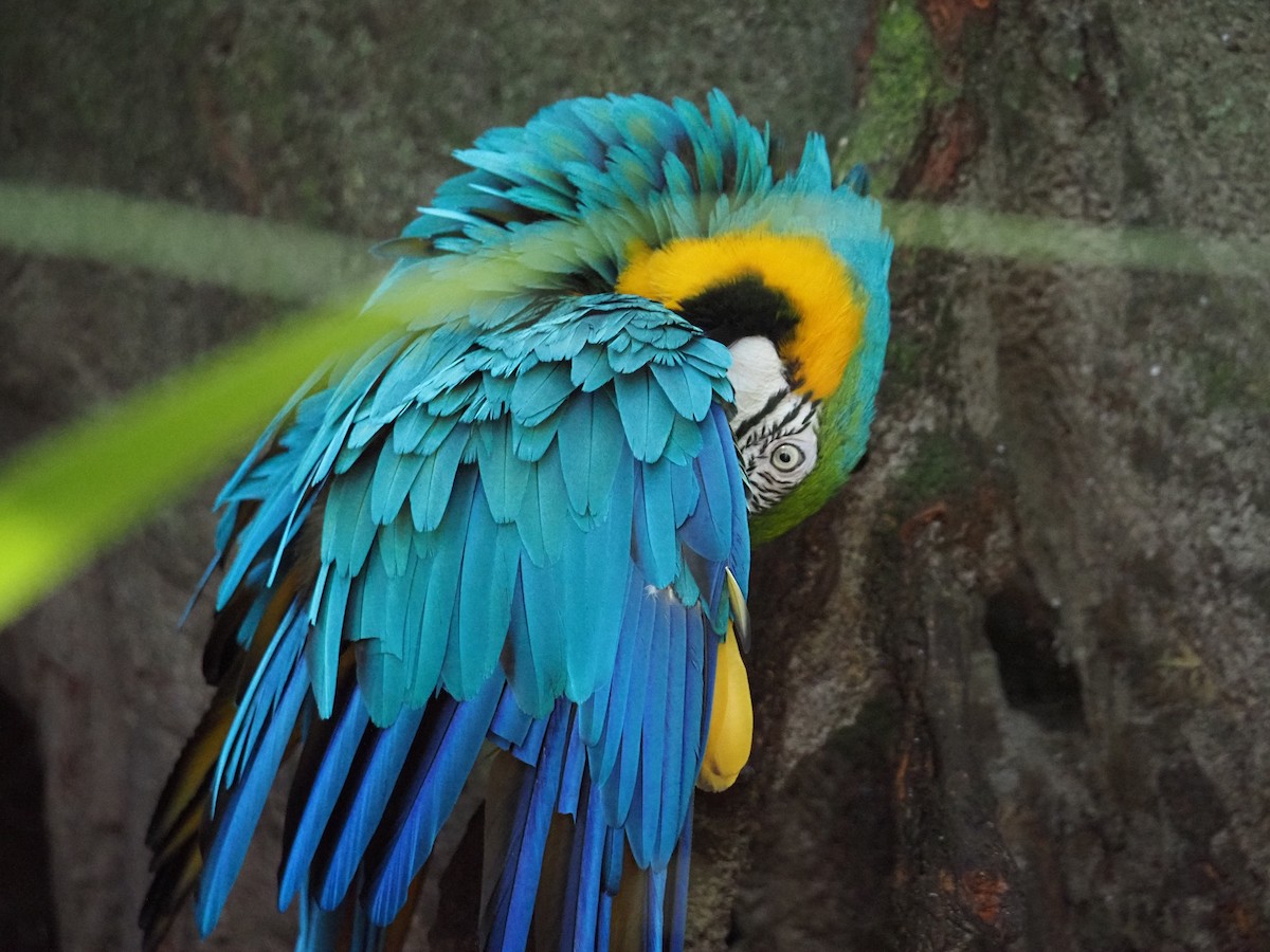 Blue-and-yellow Macaw - ML620755513