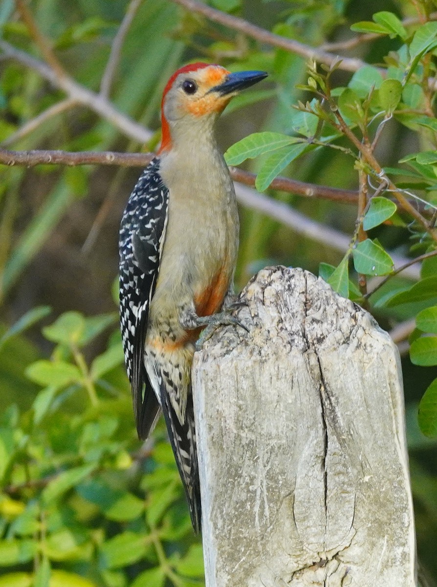 Red-bellied Woodpecker - ML620755515