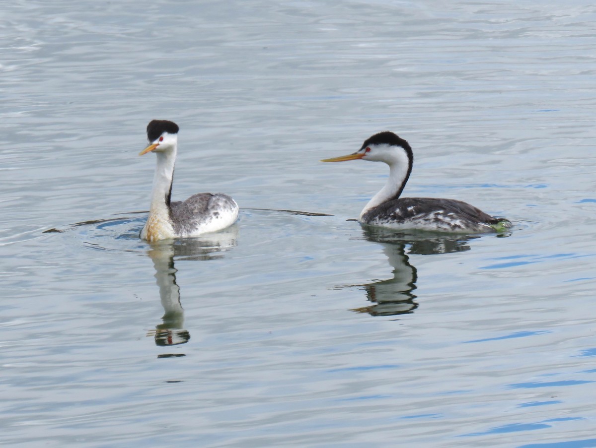 Clark's Grebe - ML620755516