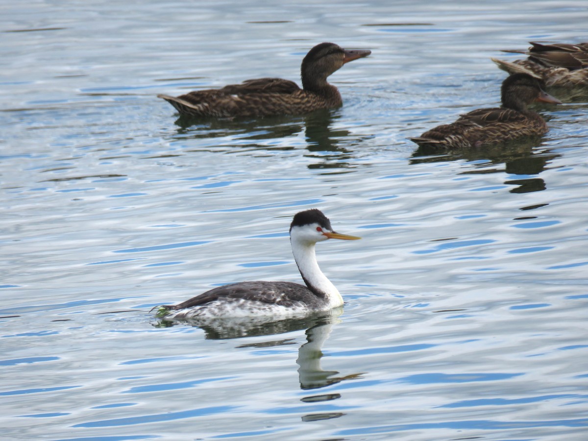 Clark's Grebe - Hendrik Herlyn