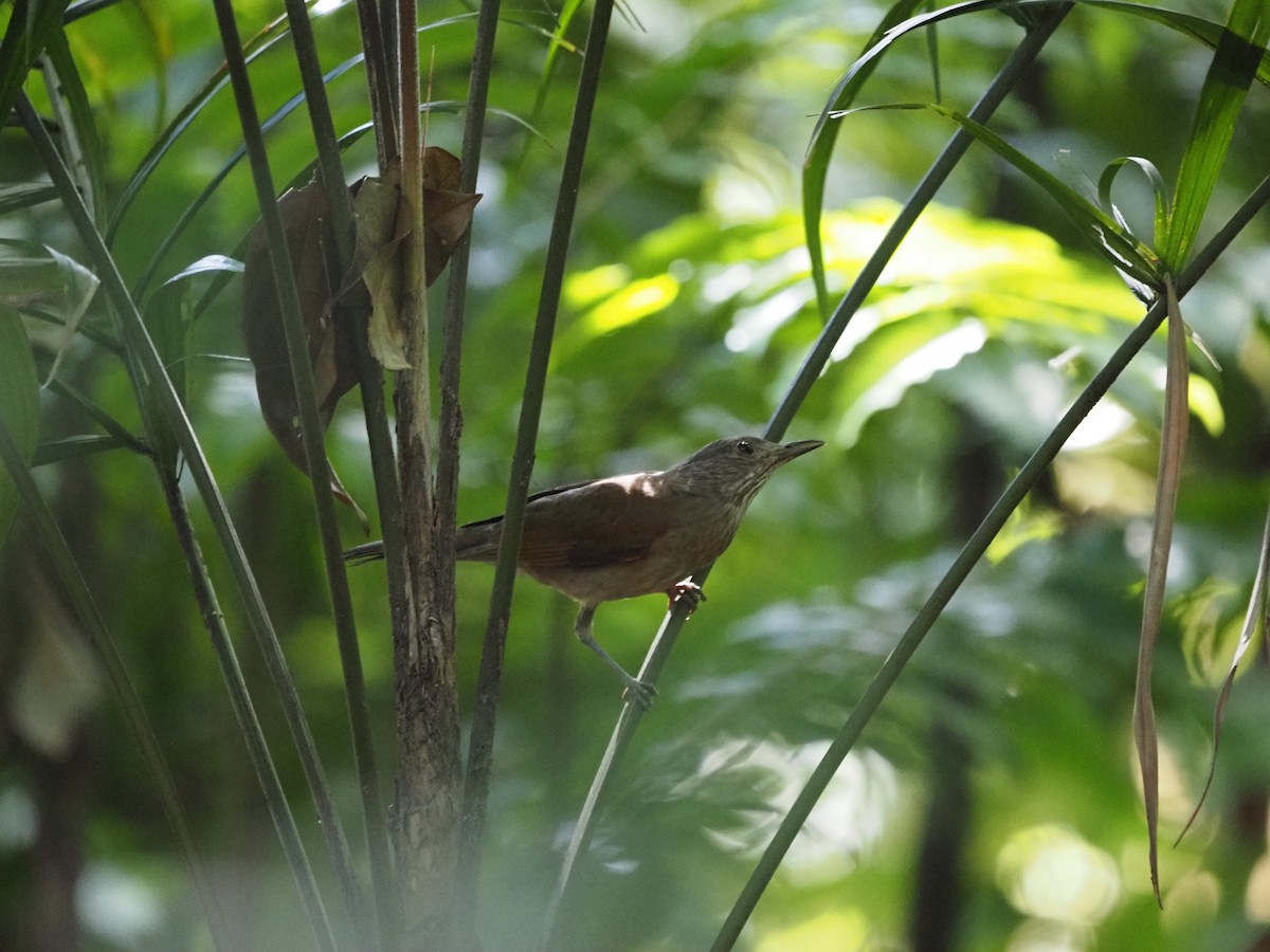 Pale-breasted Thrush - ML620755524