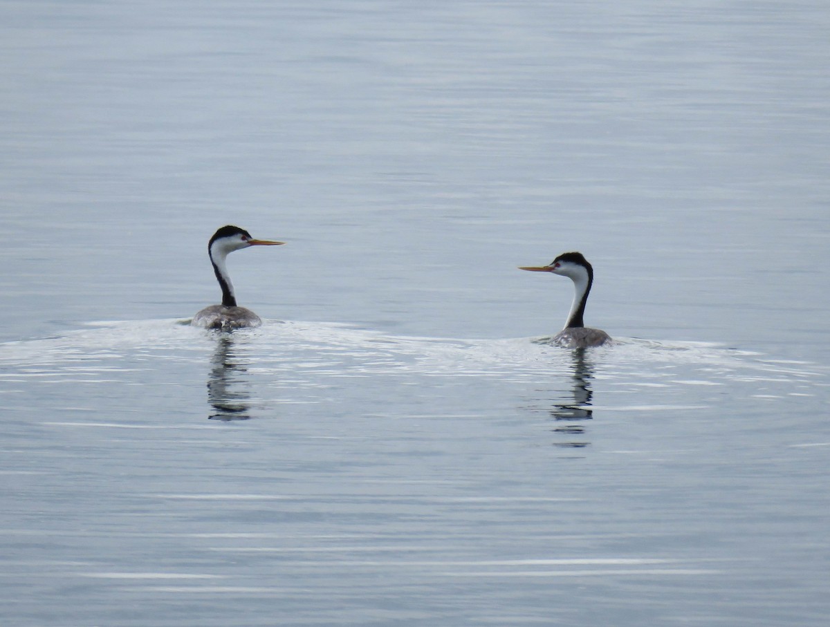 Clark's Grebe - ML620755527