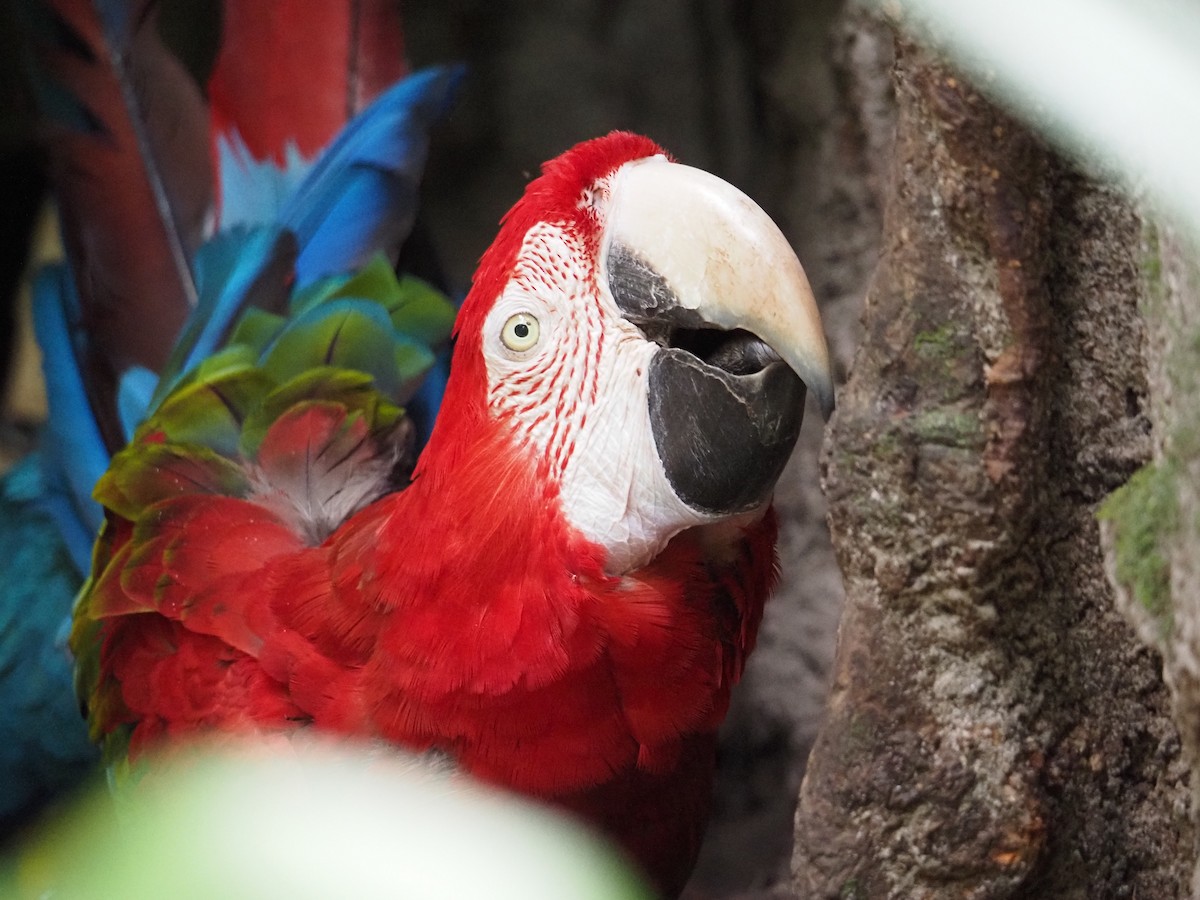 Red-and-green Macaw - ML620755537