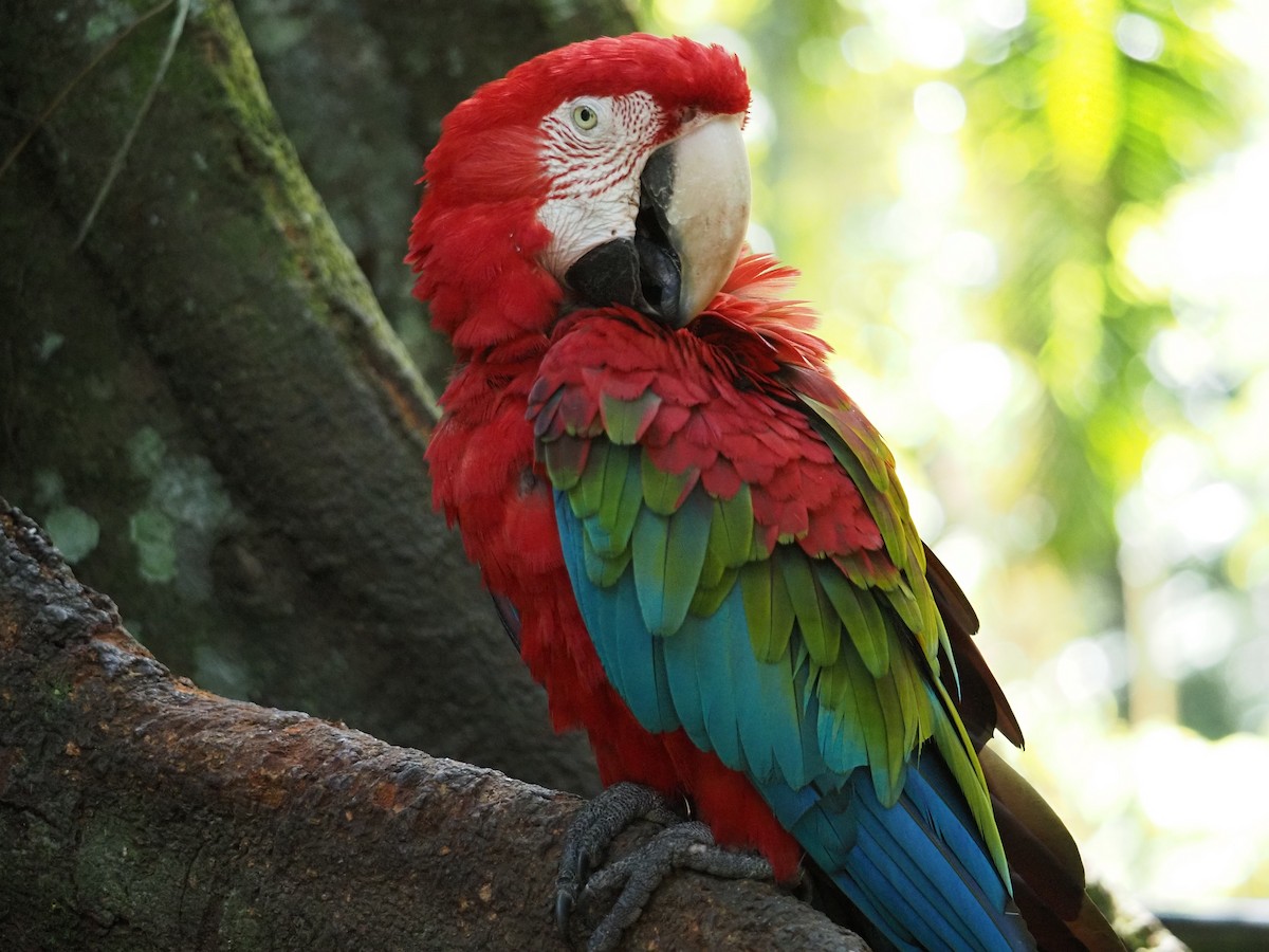 Red-and-green Macaw - ML620755538