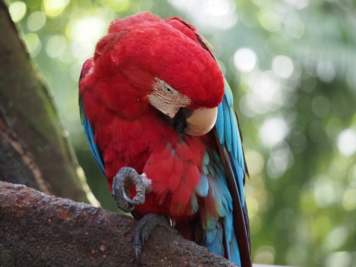 Red-and-green Macaw - ML620755539