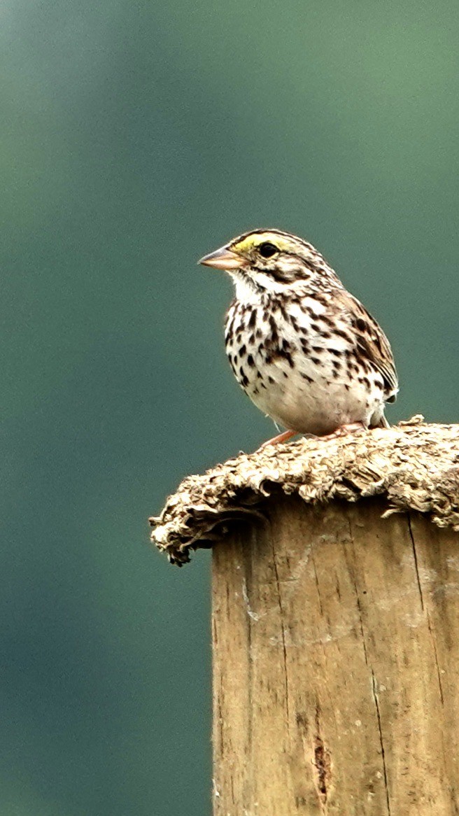 Savannah Sparrow (Savannah) - ML620755571