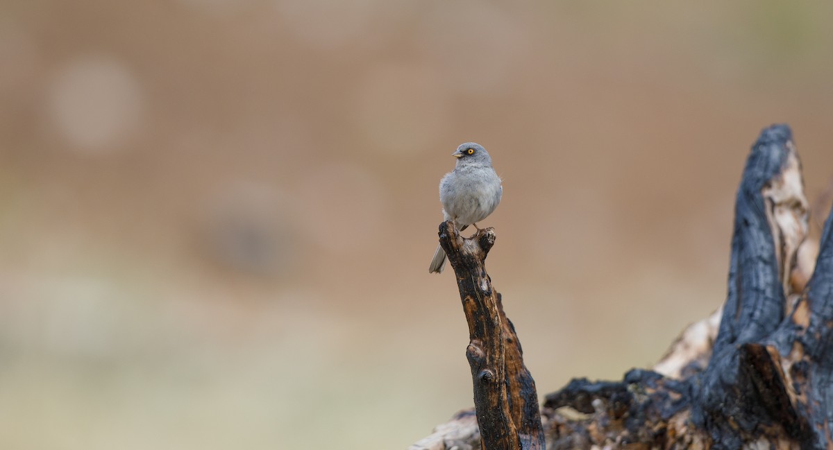 Yellow-eyed Junco - ML620755572