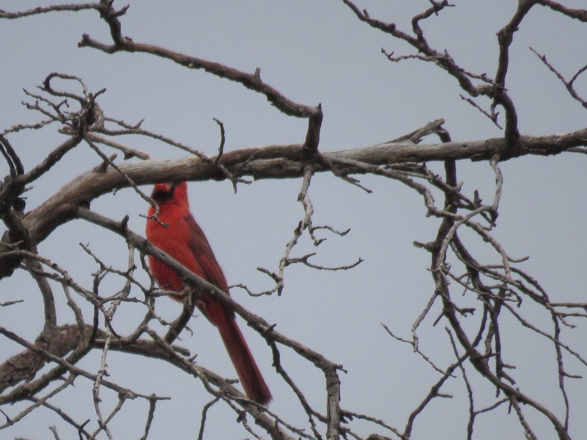 Cardinal rouge - ML620755574