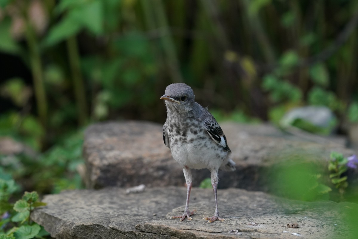 Northern Mockingbird - ML620755579