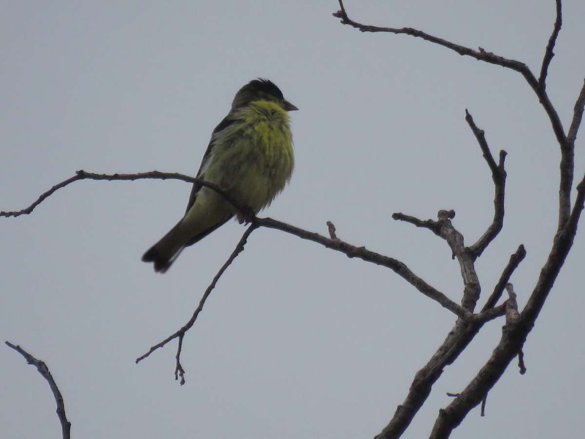 Lesser Goldfinch - ML620755590