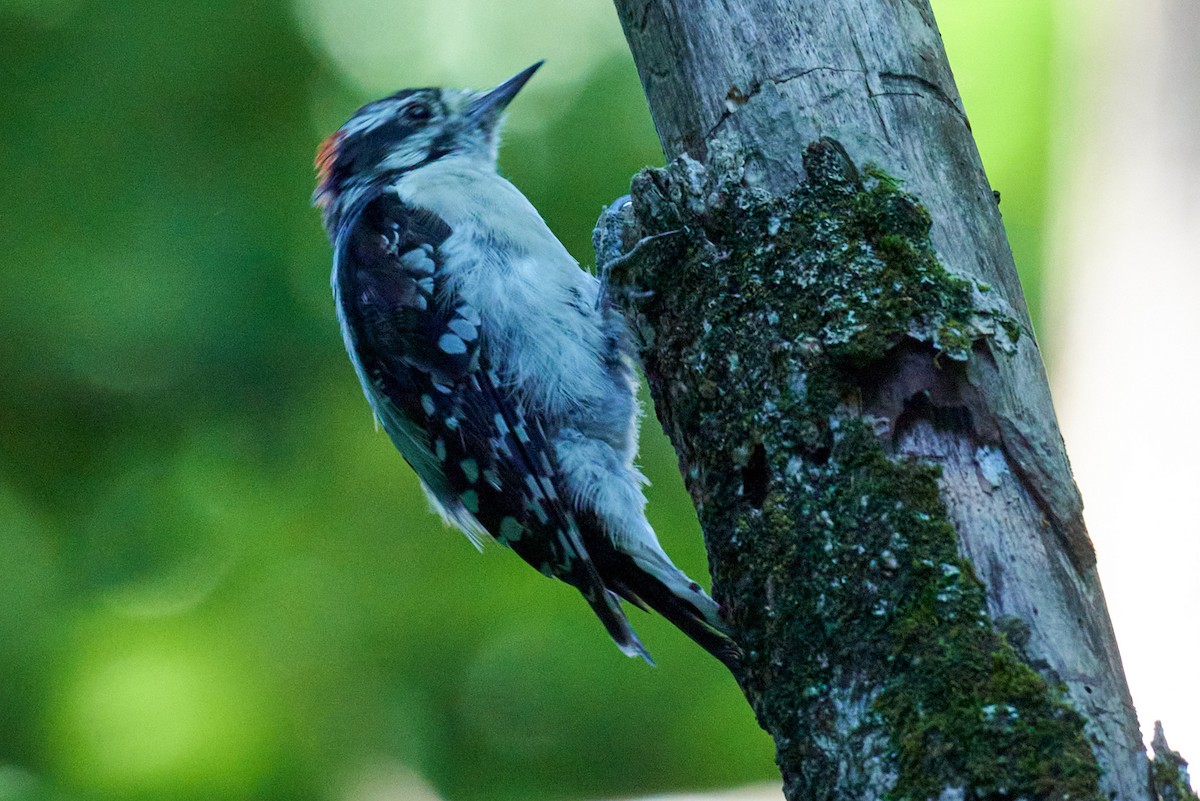 Downy Woodpecker (Eastern) - ML620755593