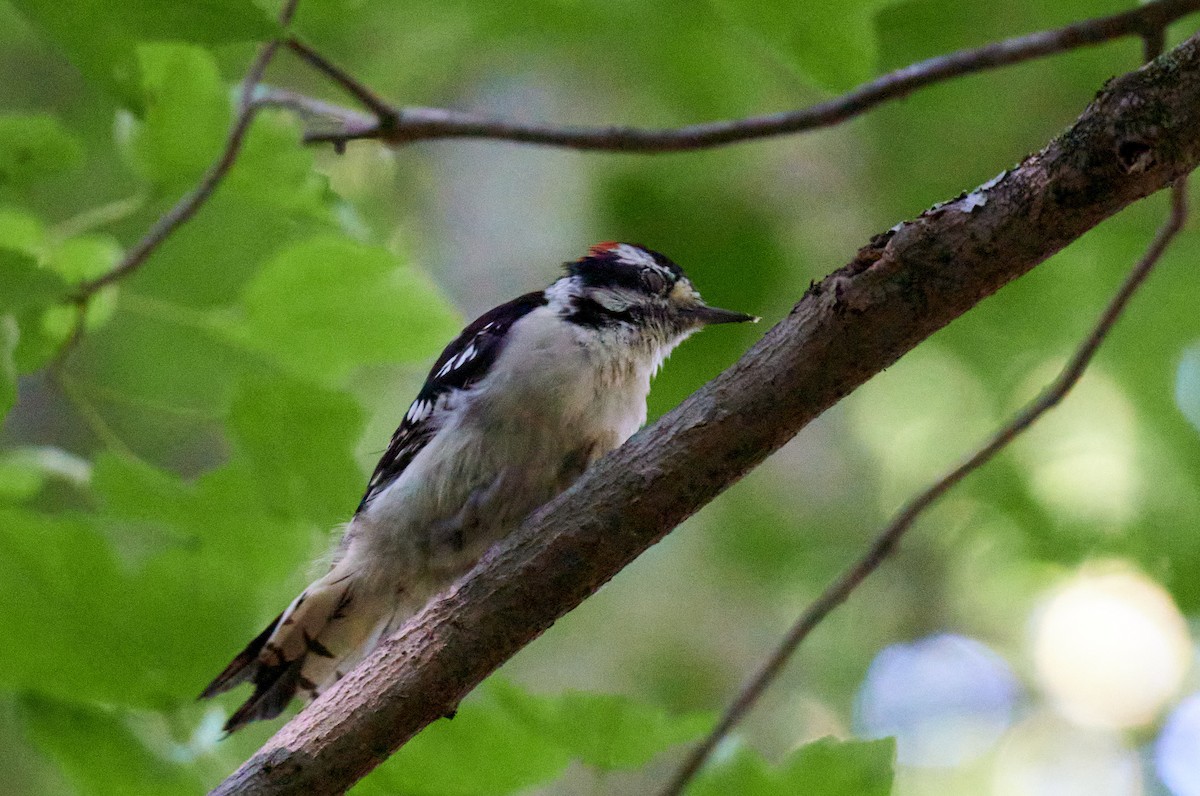 セジロコゲラ（pubescens／medianus） - ML620755596