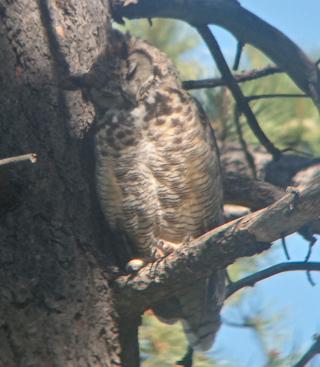 Great Horned Owl - ML620755613