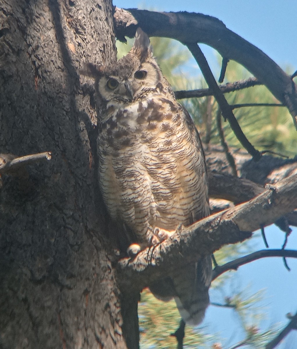 Great Horned Owl - ML620755614