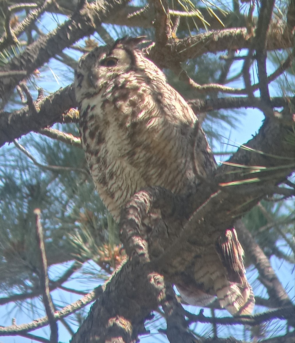 Great Horned Owl - ML620755615