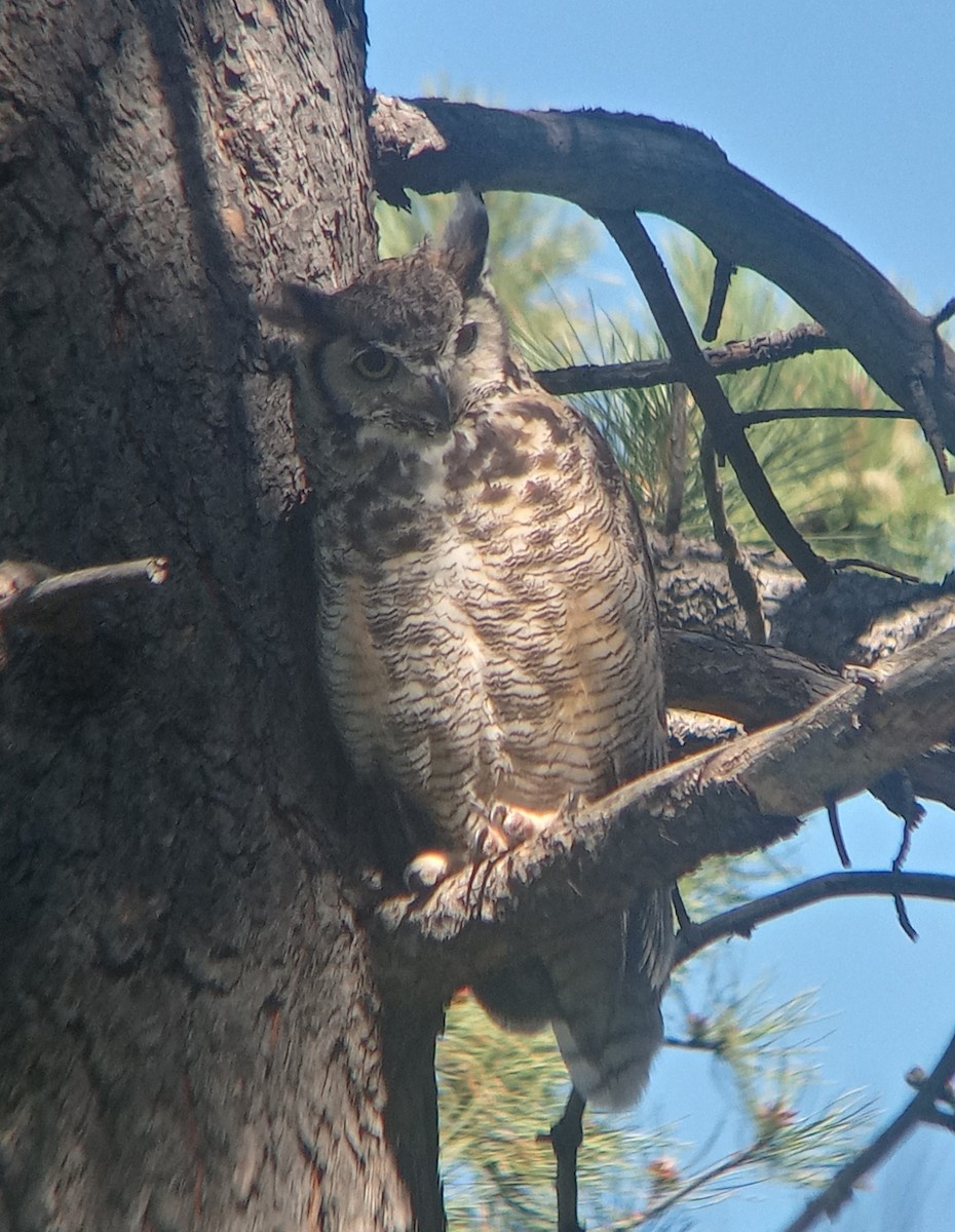 Great Horned Owl - ML620755617