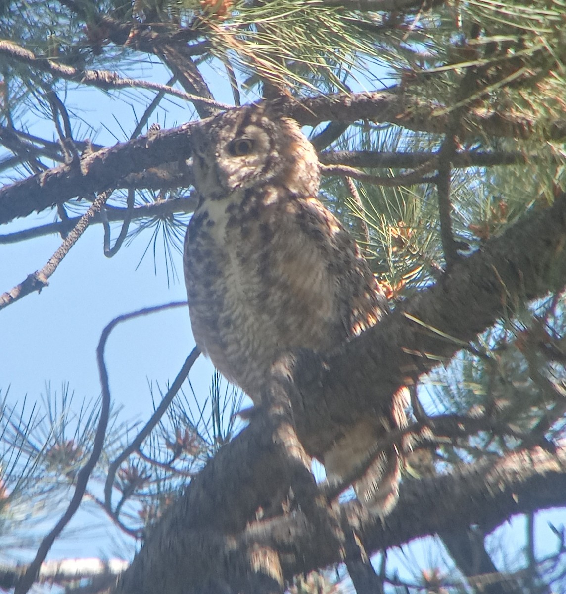 Great Horned Owl - ML620755619