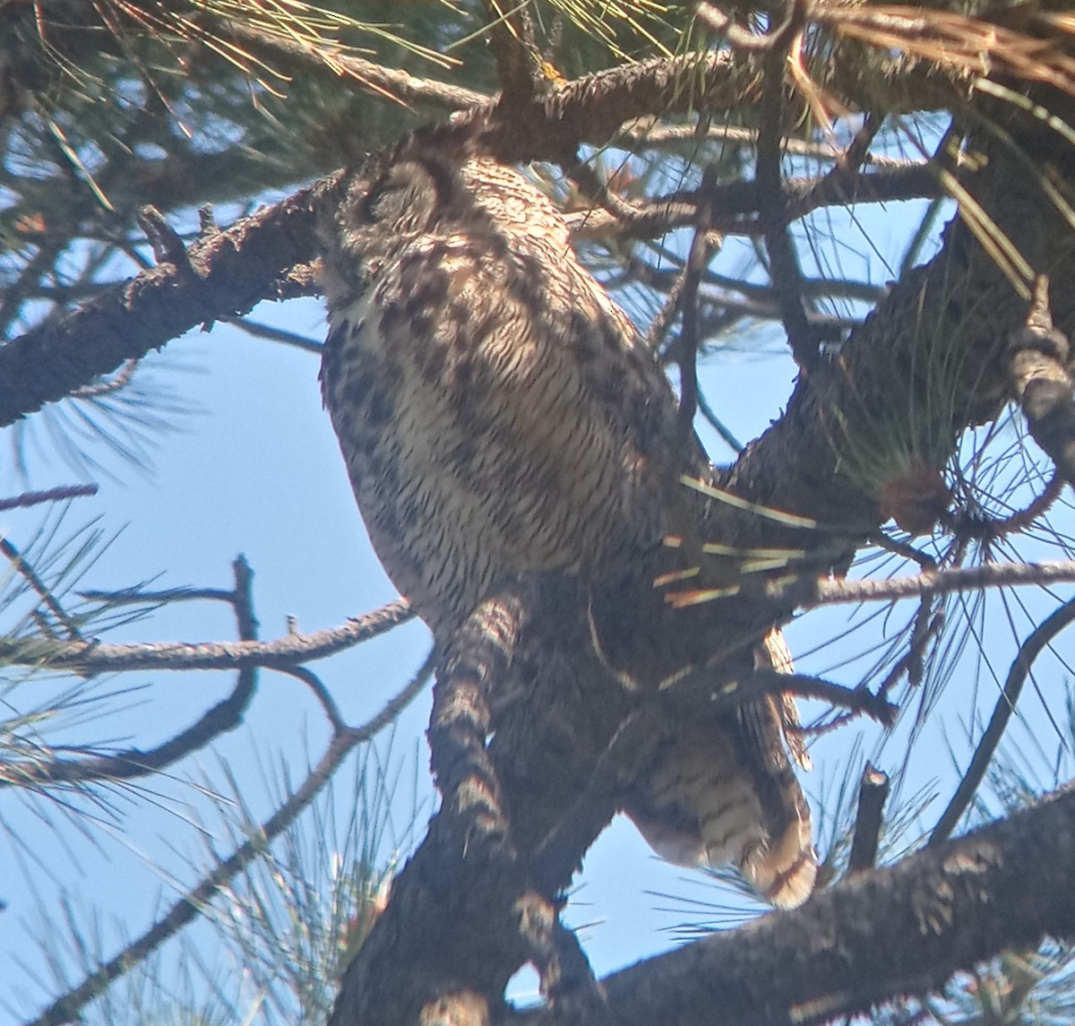 Great Horned Owl - ML620755620