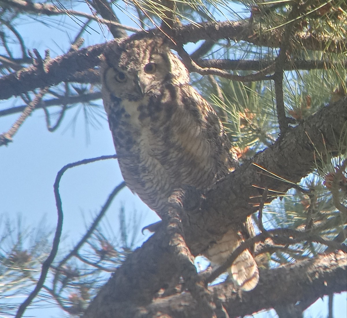 Great Horned Owl - ML620755621