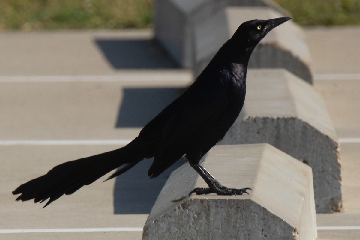 Great-tailed Grackle - ML620755626
