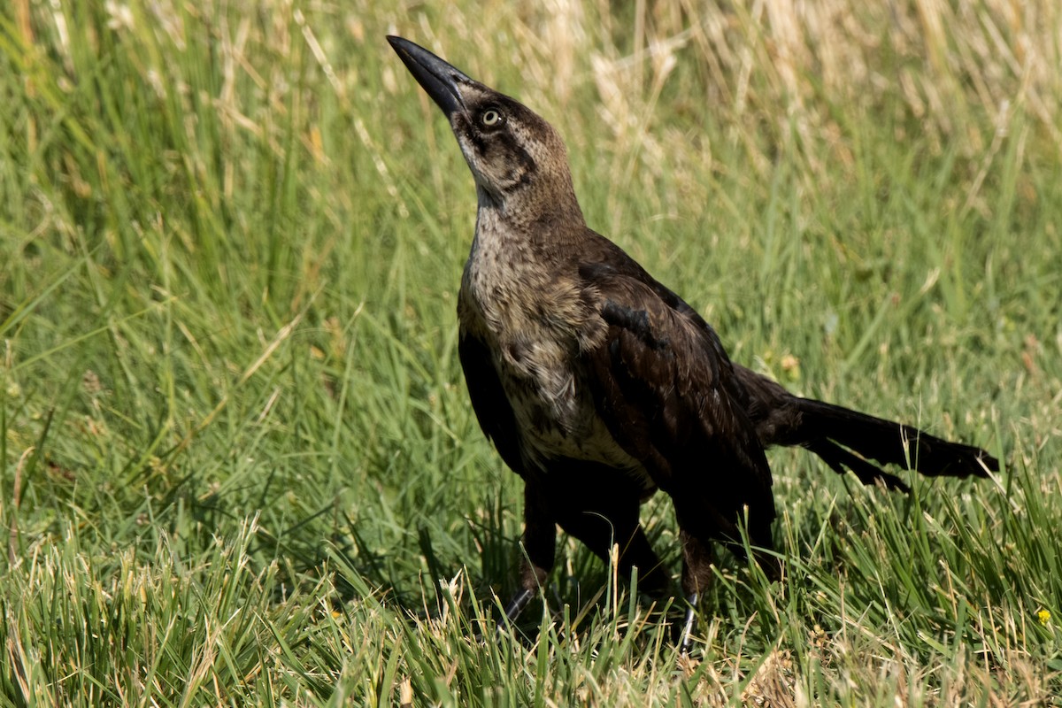 Great-tailed Grackle - ML620755638