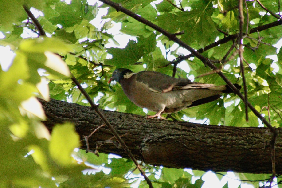 Common Wood-Pigeon - ML620755652