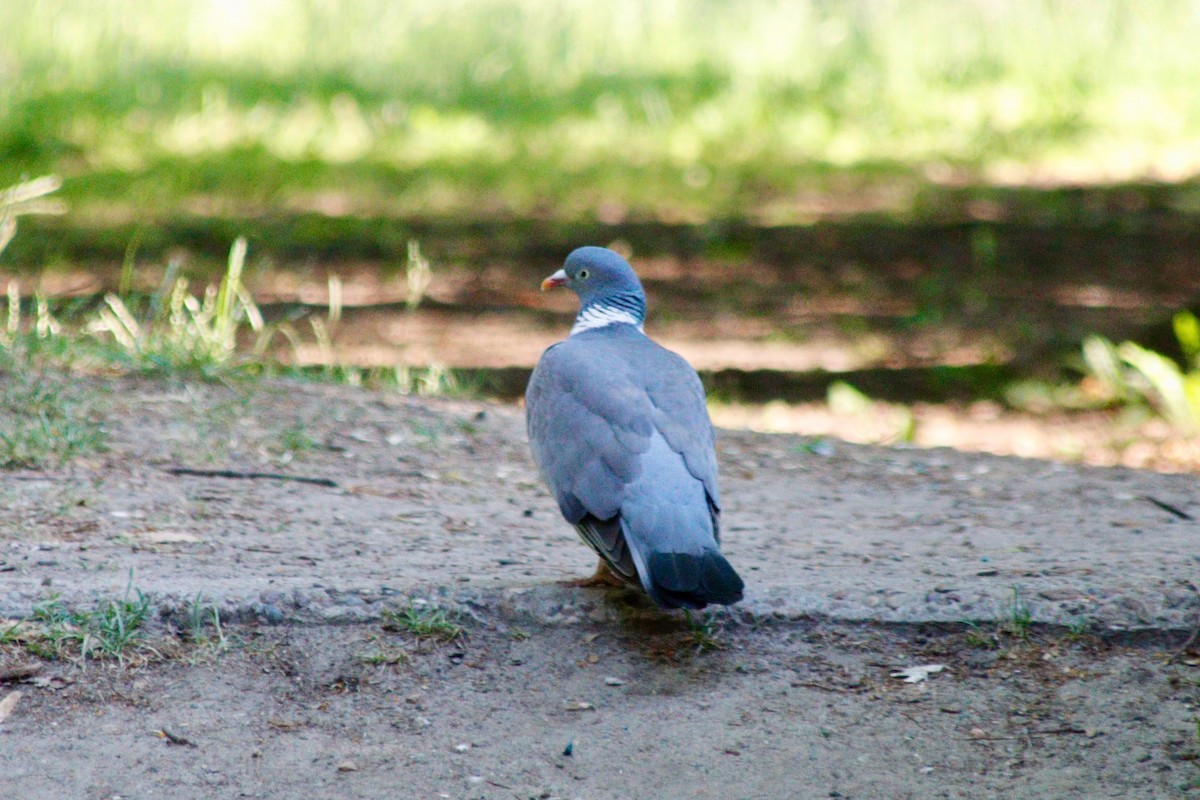 Common Wood-Pigeon - ML620755653