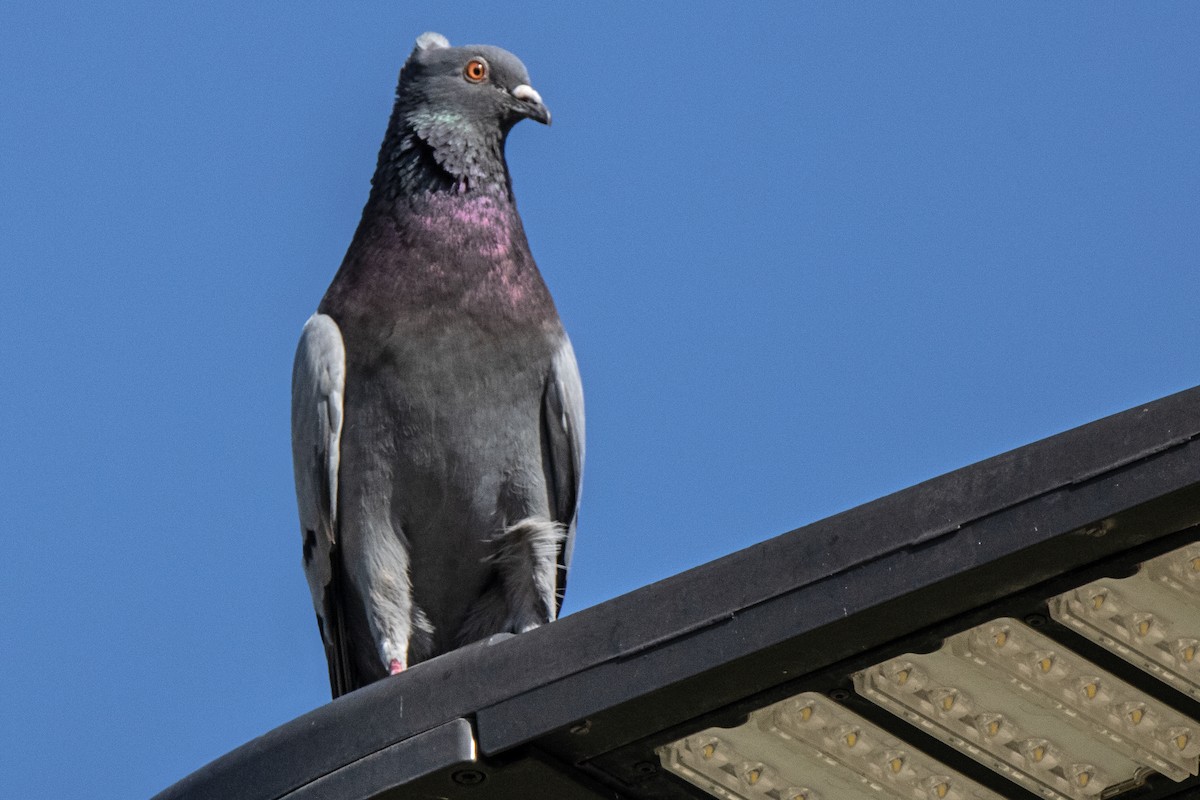 Rock Pigeon (Feral Pigeon) - ML620755667