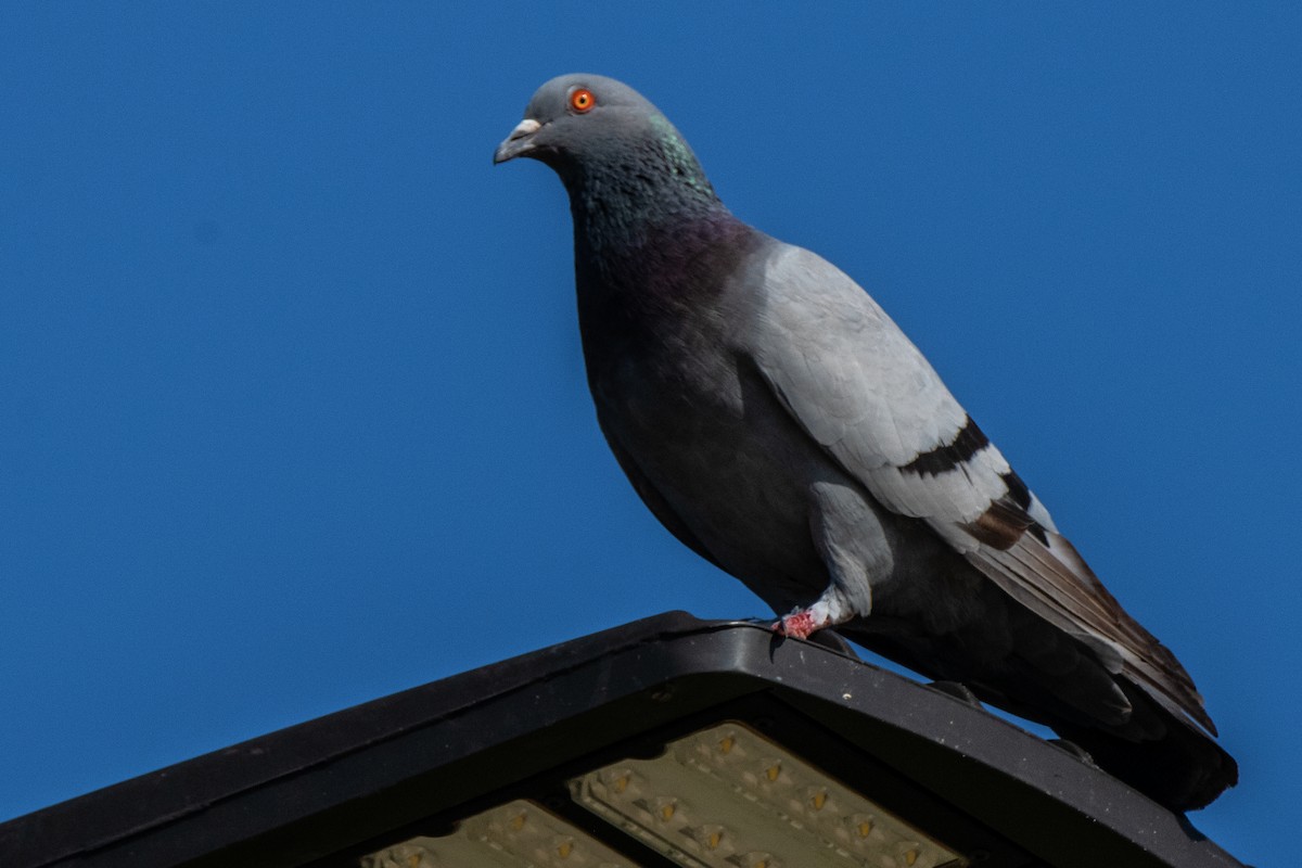Rock Pigeon (Feral Pigeon) - ML620755671