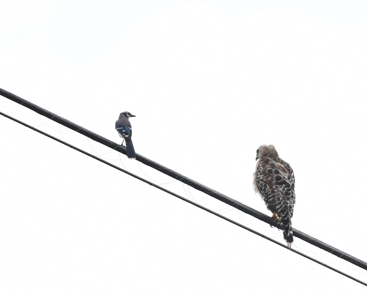 Red-shouldered Hawk - ML620755676