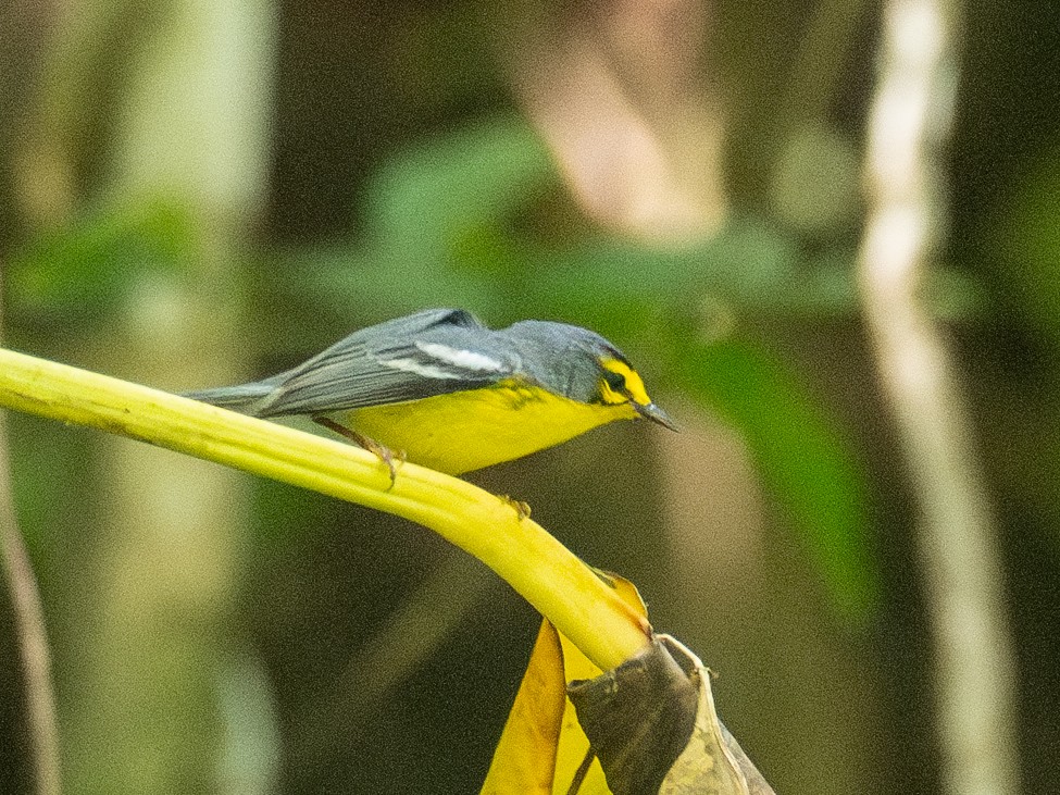 St. Lucia Warbler - ML620755677