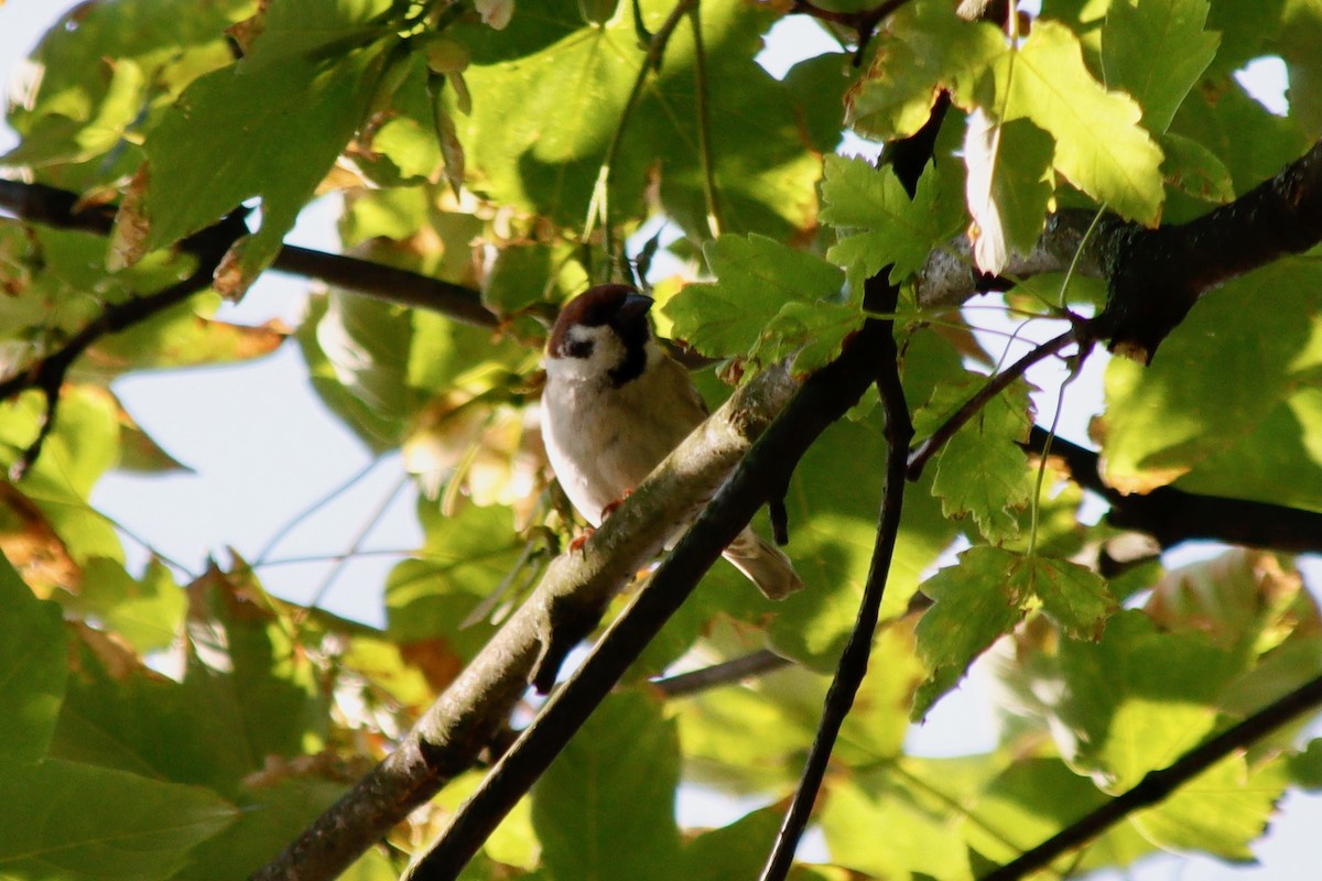 Eurasian Tree Sparrow - ML620755678