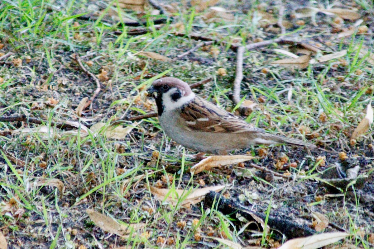 Eurasian Tree Sparrow - ML620755679