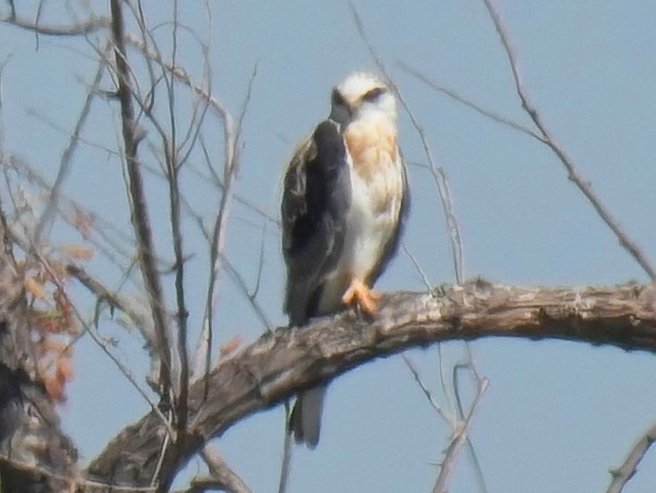 White-tailed Kite - ML620755683