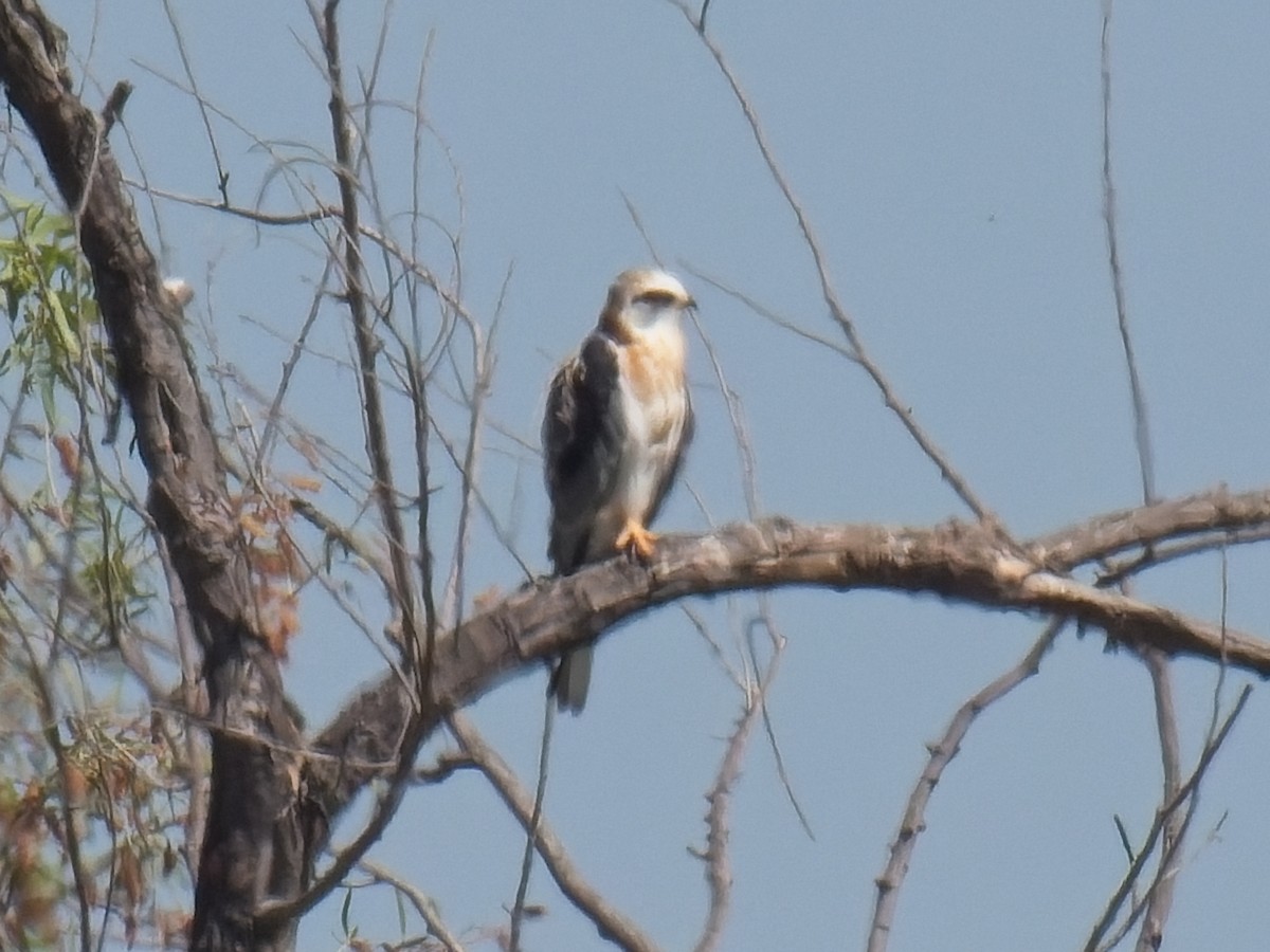 White-tailed Kite - Jeffrey Hale